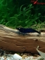 Preview: Royal Blue Tiger